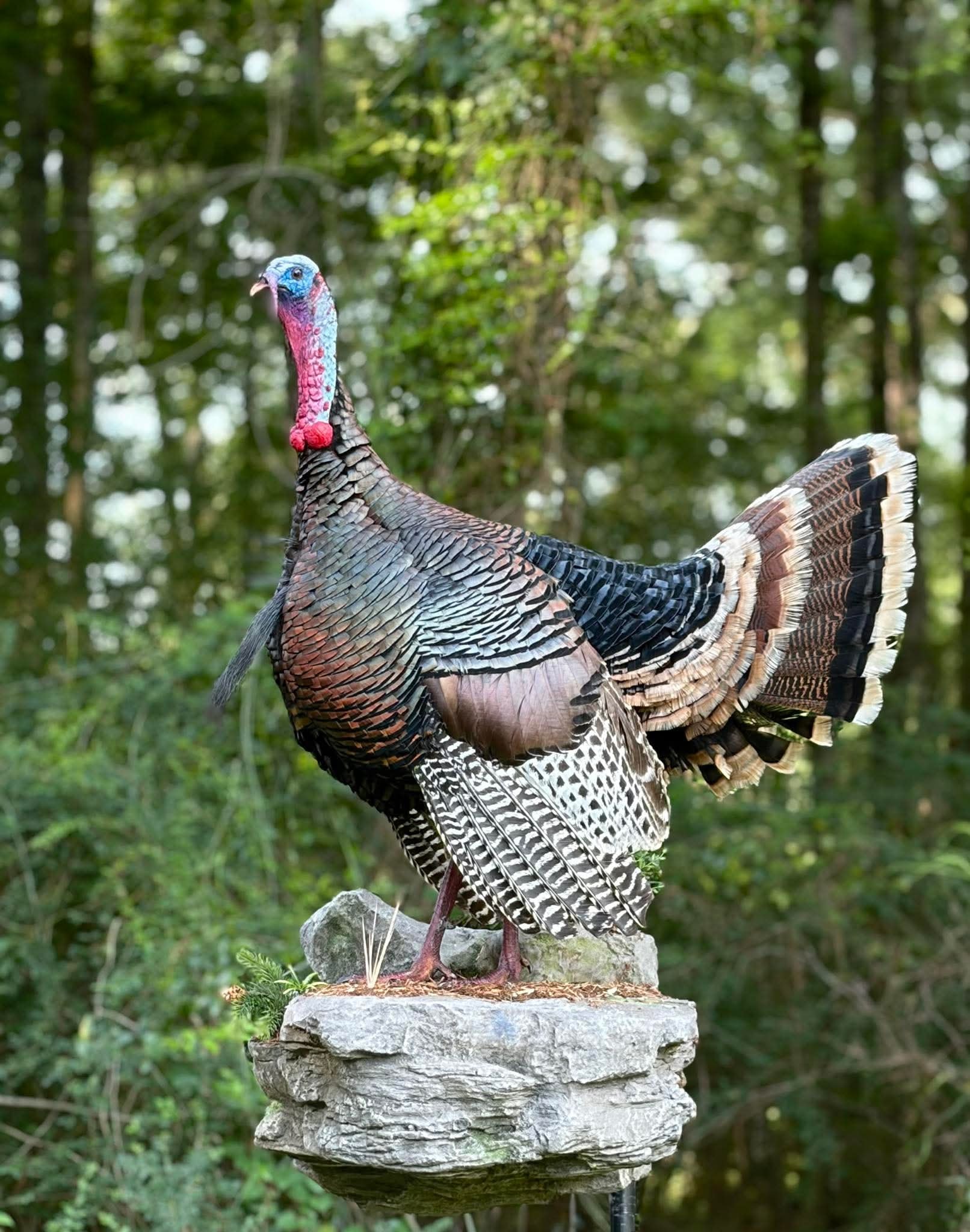 Wild Turkey